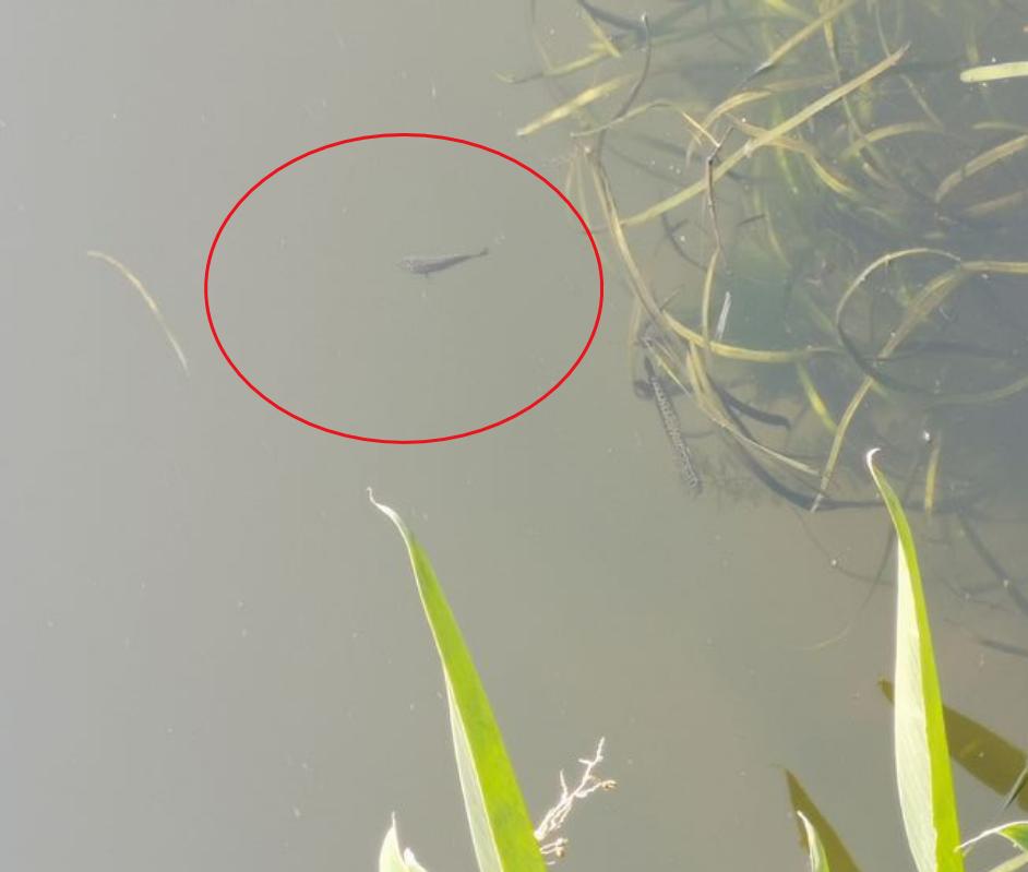 虾塘出现红黑水,虾塘出现黑鱼怎么处理