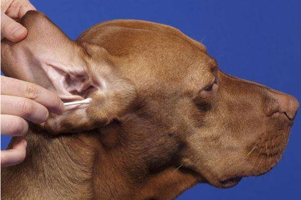 立耳狗狗耳朵突然趴下了怎么办,狗狗耳朵立耳小妙招