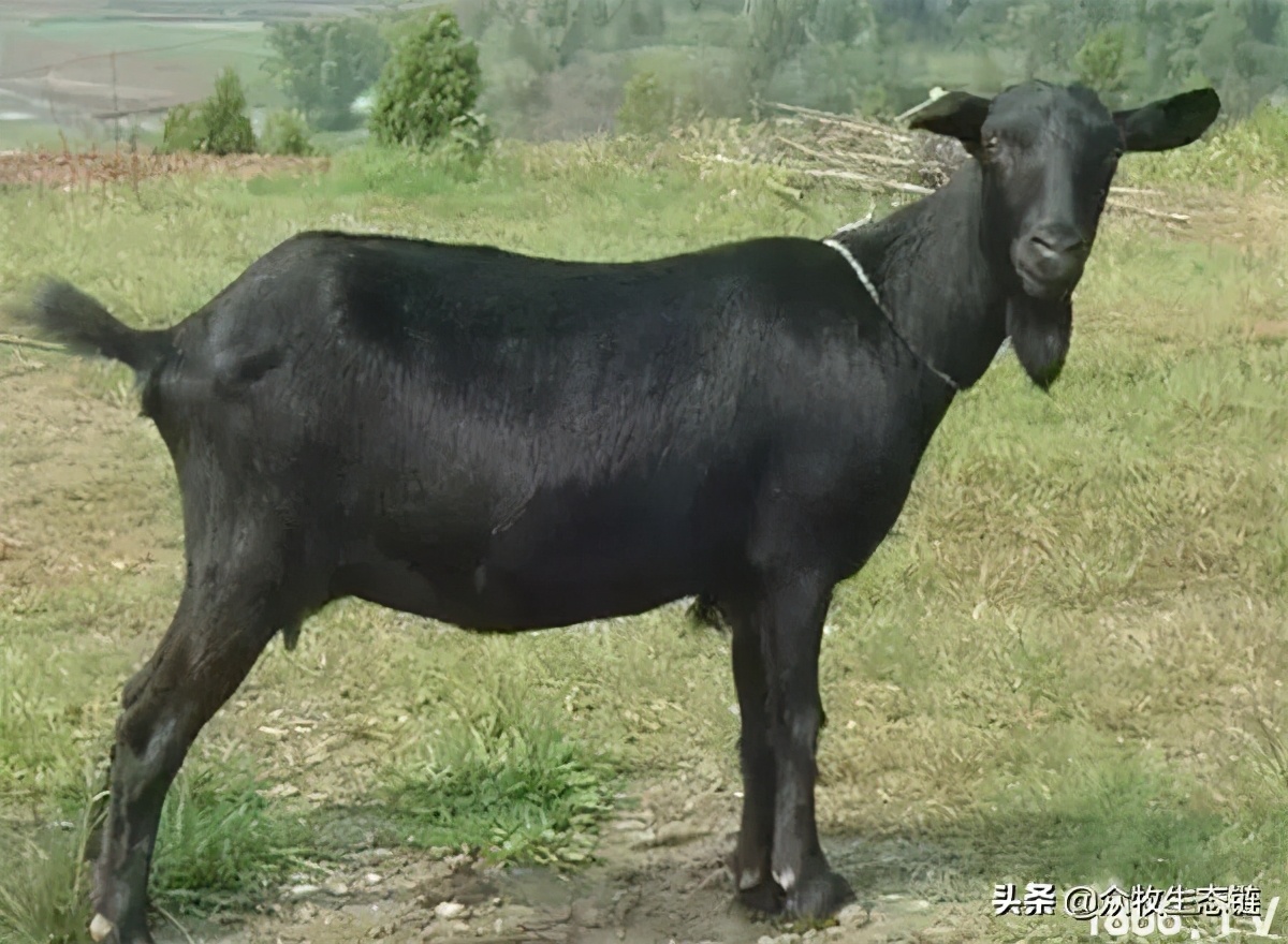 世界上最好的羊是哪个羊,世界最好的羊排名前十