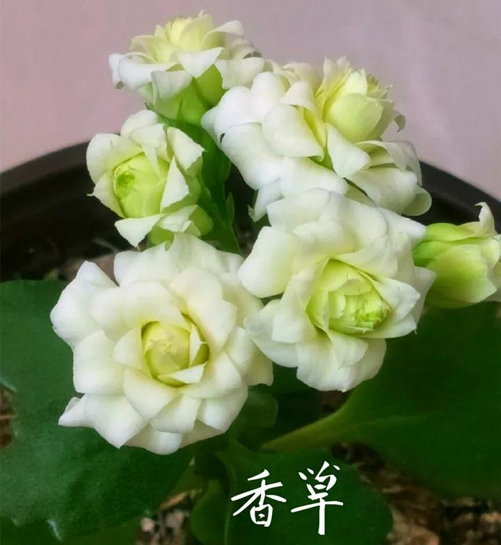 长寿花，寓意好、开花漂亮，花期长，品种多达300个