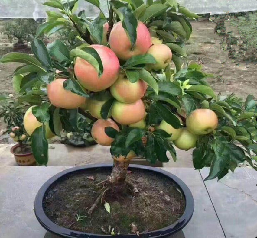 栽各种果树,20种适合栽在家的果树