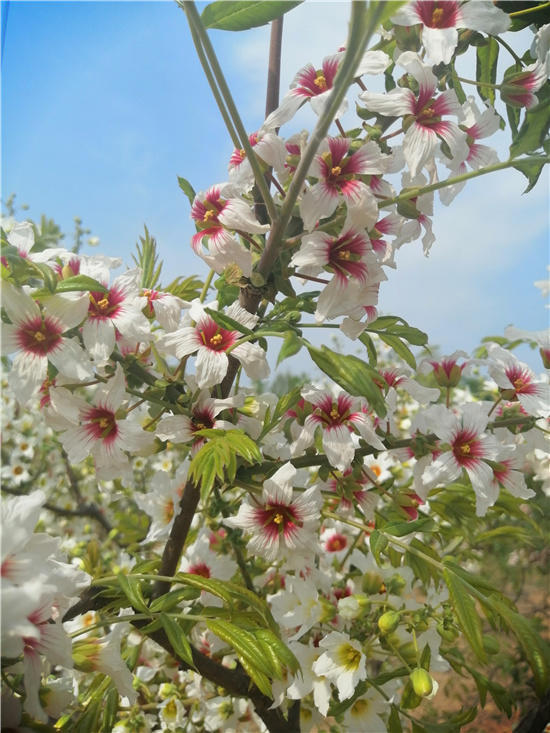 邱县第五届文冠果花节,邱县文冠花节掠影