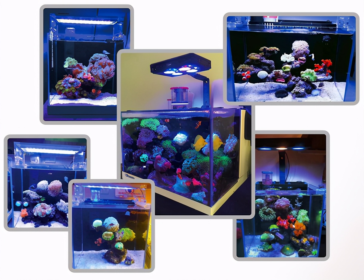 海精灵鱼友快问快答，这些你都知道吗？