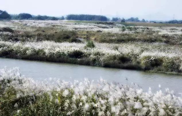 最美银杏秋景自驾攻略,杭州银杏树旅游攻略