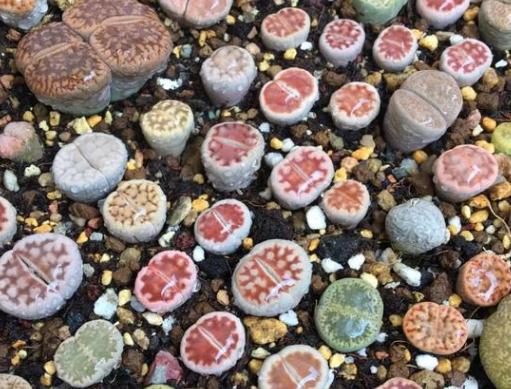 生石花怎么养得越来越大,生石花在室内怎么养