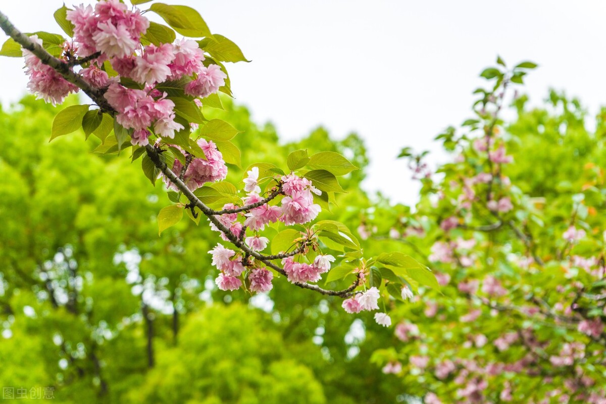 家族的含义和责任,责任的含义和来源