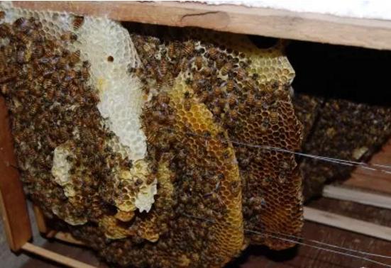 早知道早收益的小知识,蜜蜂养殖技术赚钱吗