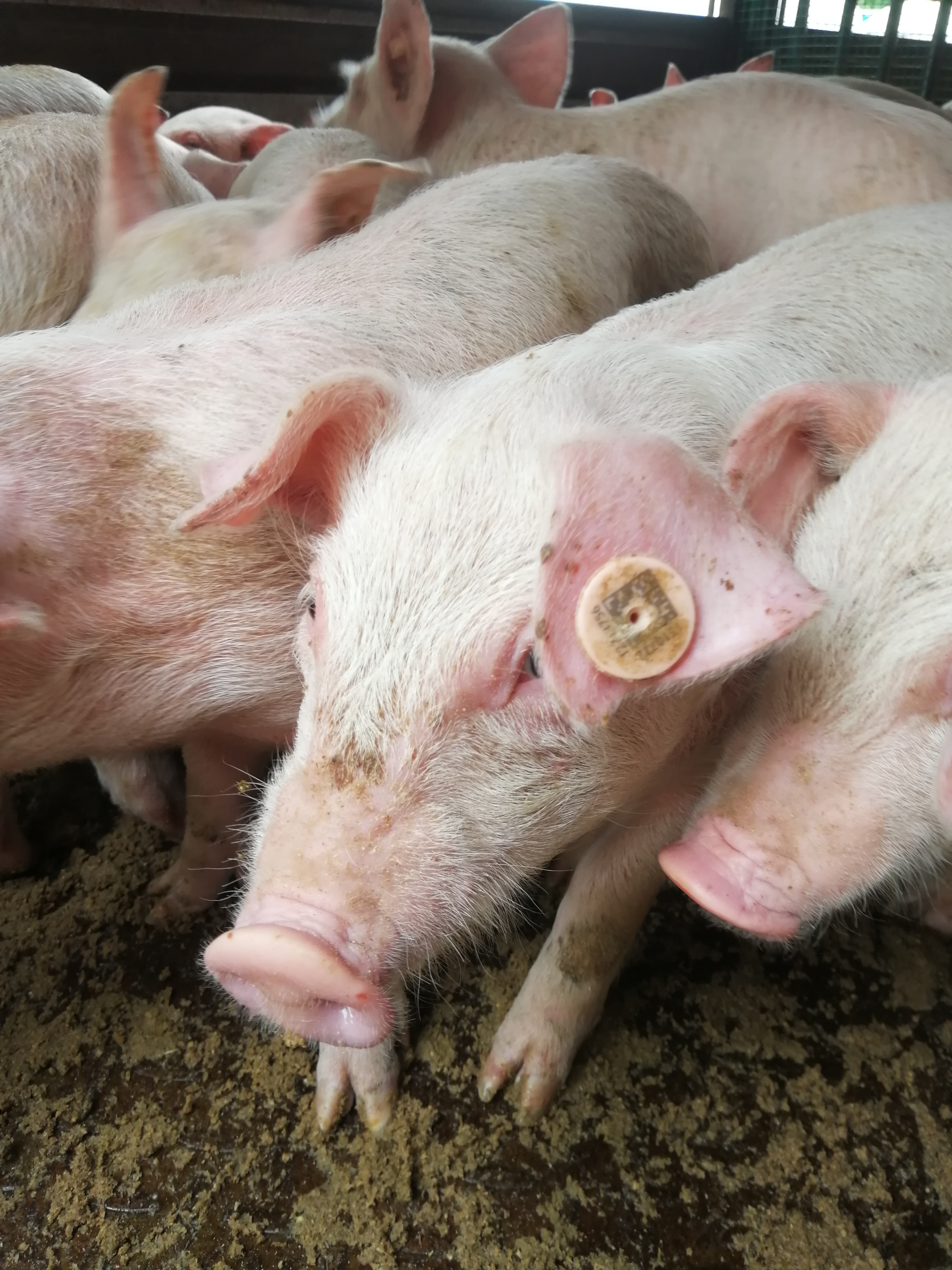 猪场免疫程序及流程图表,猪场正规免疫程序图