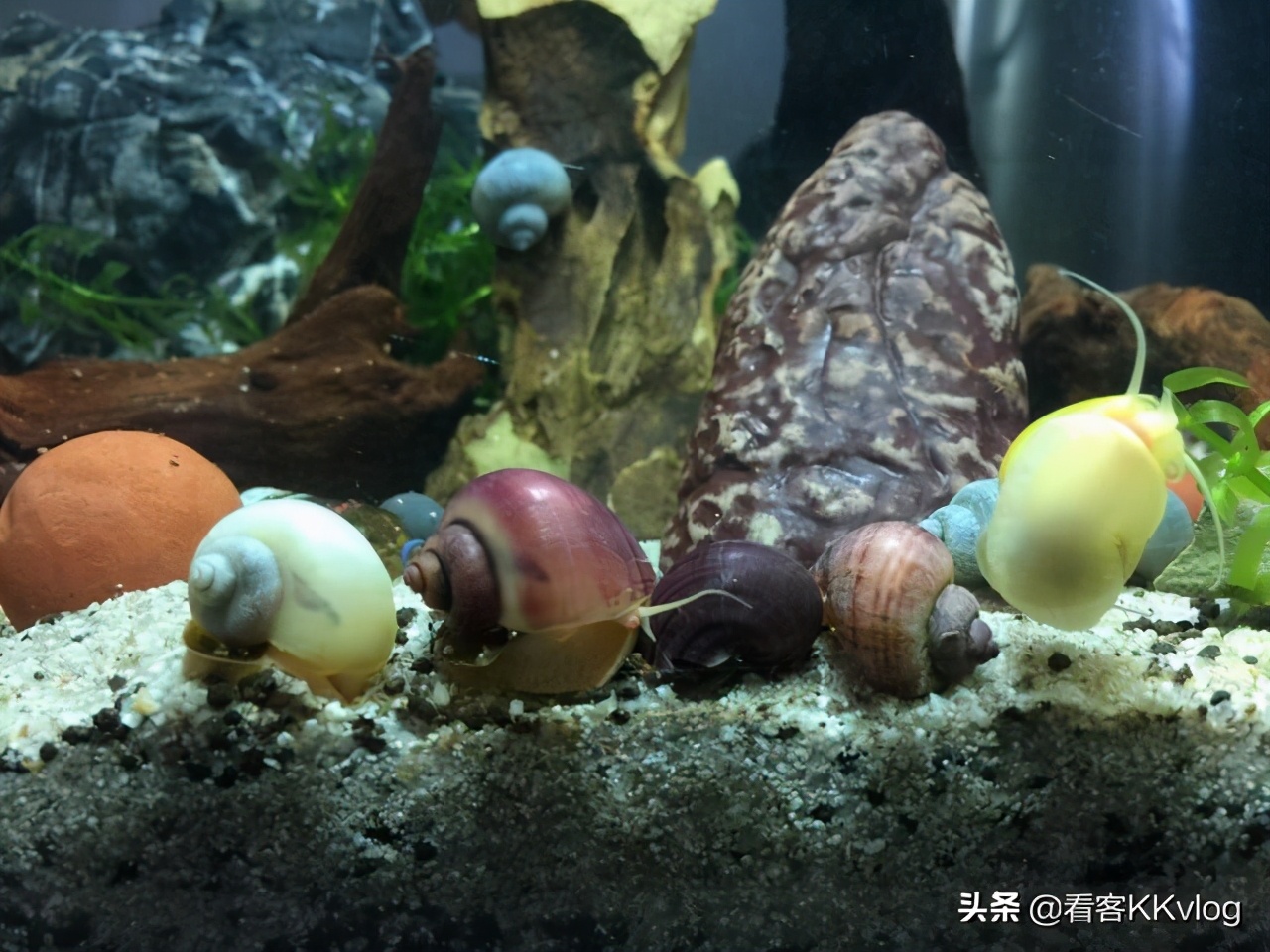 缸壁除藻能力最强的螺排名,哪种螺除藻效果好不乱繁殖