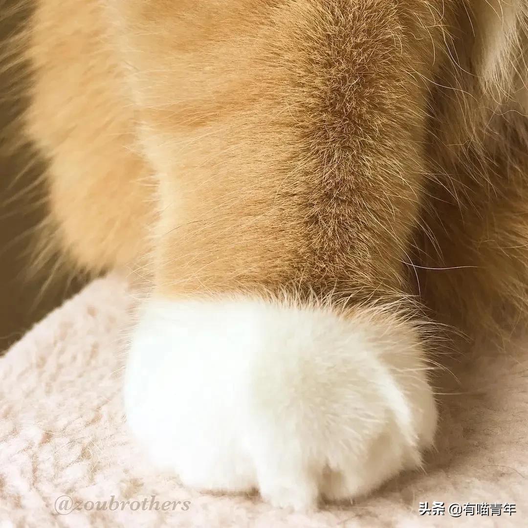 千万别惹俄罗斯猫，真实吓尿了