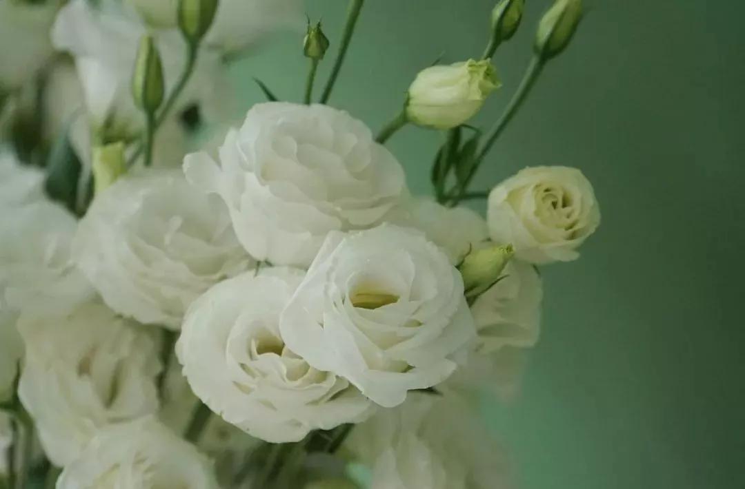 花要不要经常换水,花材正确处理方式及日常养护