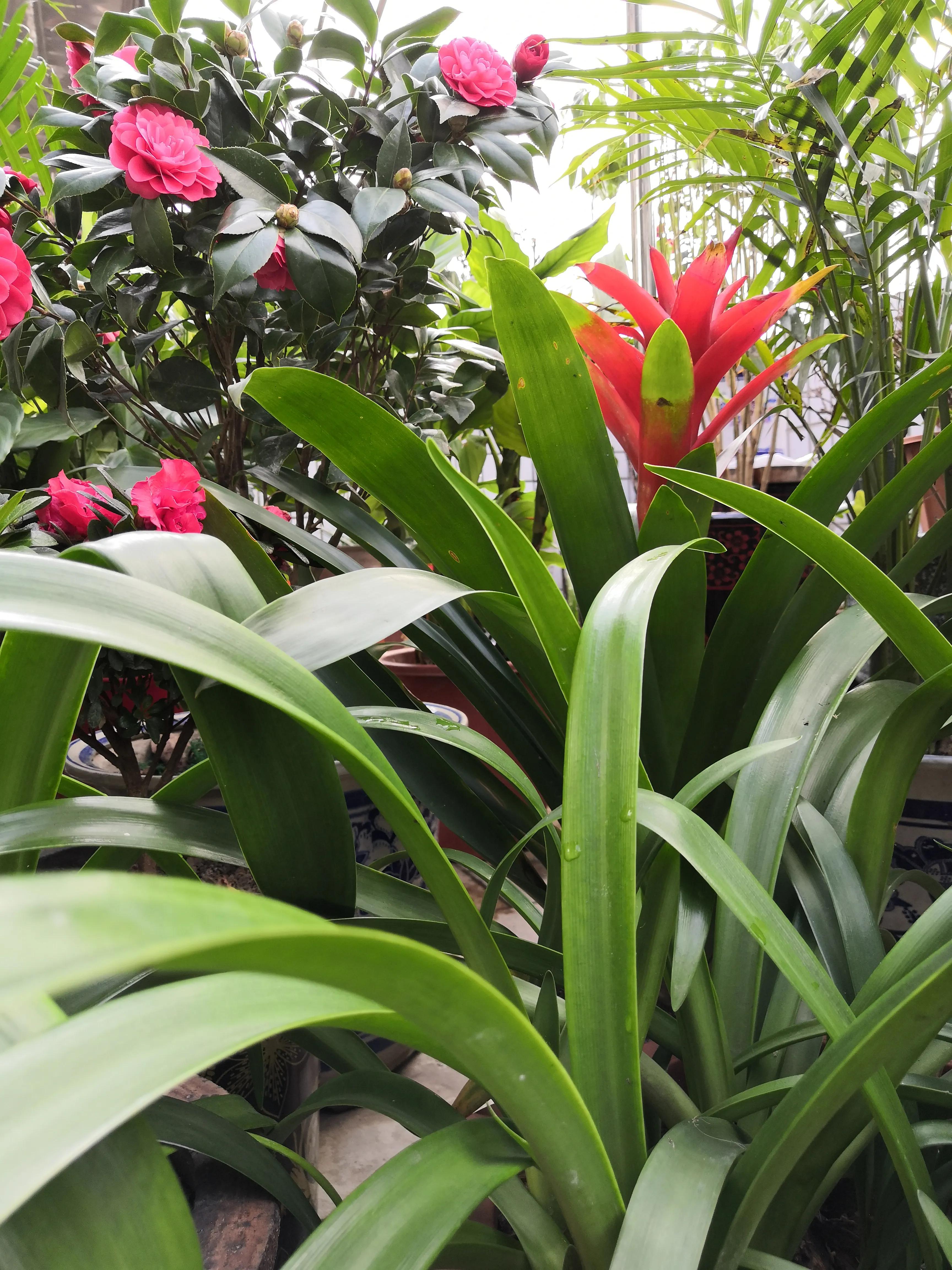 水塔花粉色,水塔花紫色