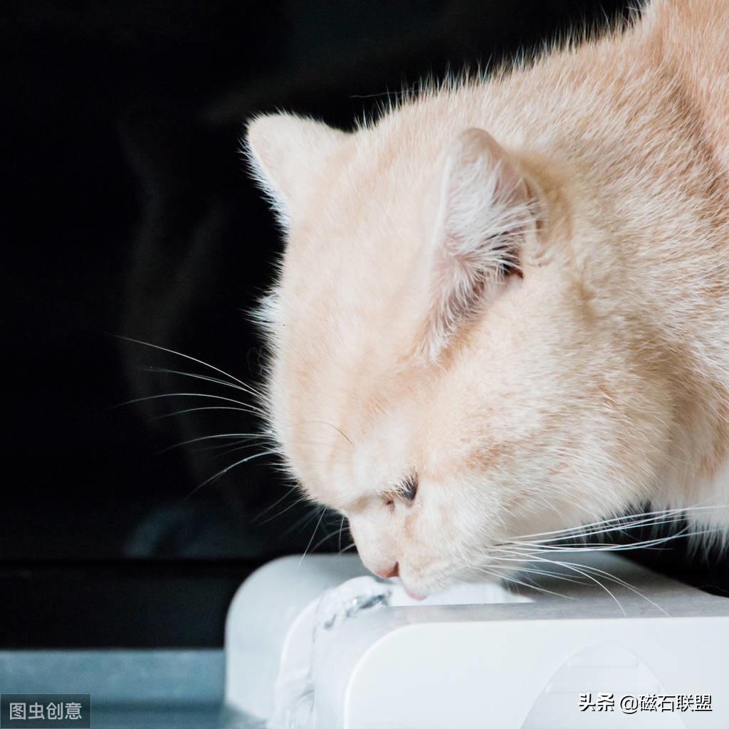 新手养猫怎么给猫咪养成习惯,新手养猫各阶段猫咪该如何喂养