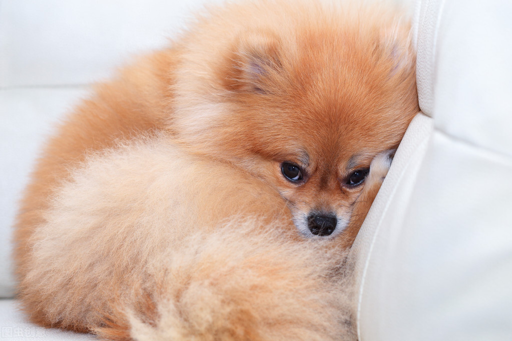 宠物狗狗瘟病怎么治疗最好,狗狗常见病的用药与治疗方法