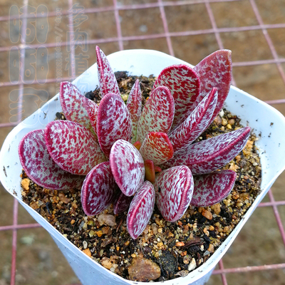 水泡系列的多肉有哪些,盘点七大常见的迷你小多肉