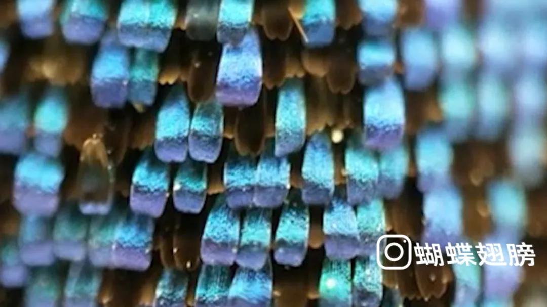 华为手机显微镜放大1000倍清晰,怎样才能把手机变成显微镜模式