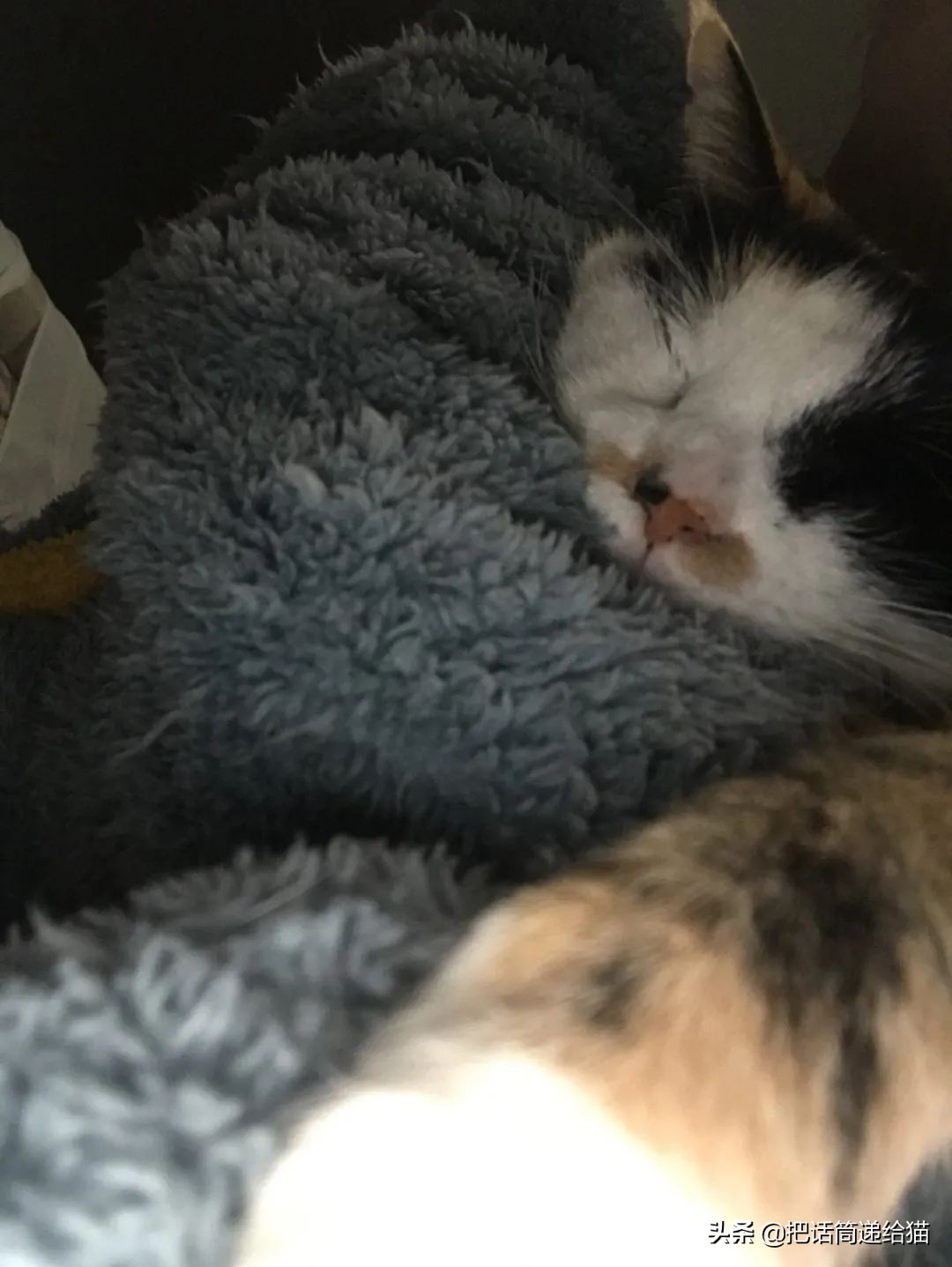 一只猫被另一只打,一只猫被两个人打