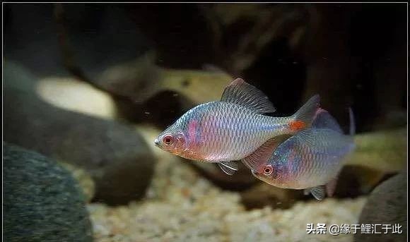 养鱼灭蚊虫最佳方法,养鱼驱蚊最好的方法