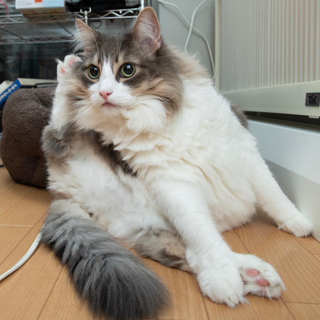 猫咪高智商的8种表现,猫咪高智商的6点表现