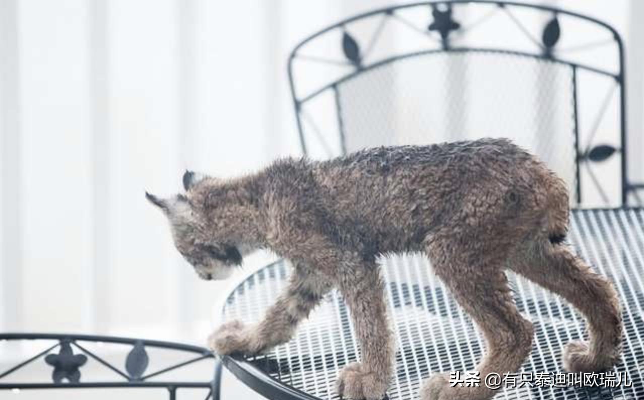 外面传来咚咚声把他吵醒，起床查看：家门口被它们占领了！