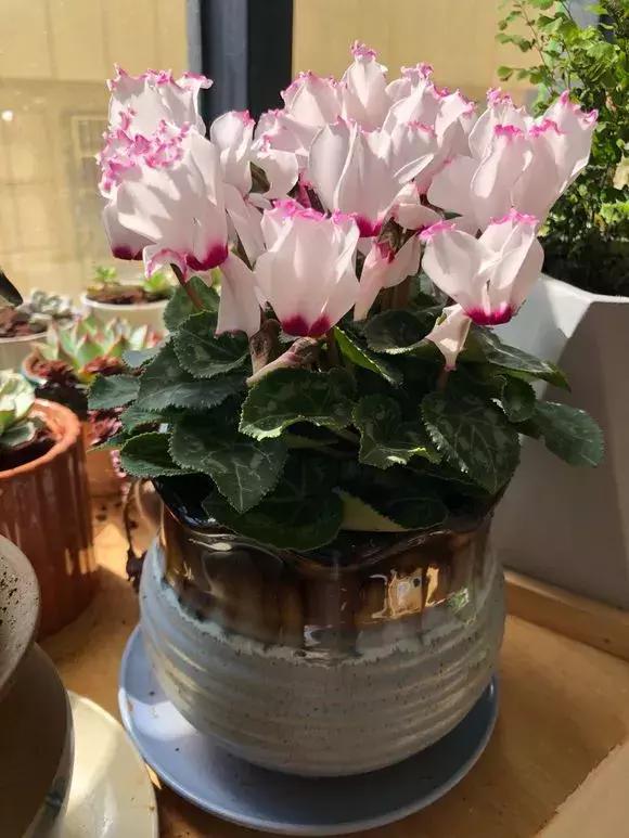 这6种花给点水就爆盆懒人必备,插枝最好养的四种花