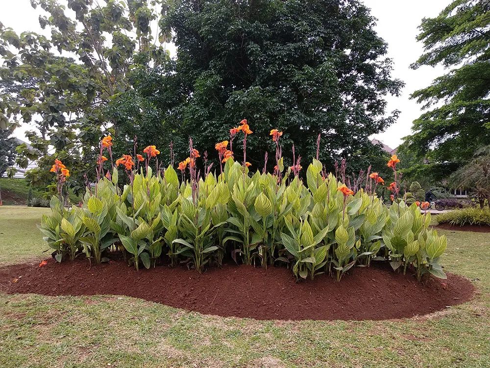 美人蕉有什么特别,美人蕉的十大特点