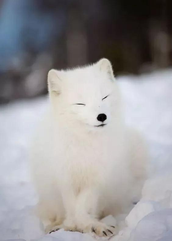 今天聊聊ARCFOX北极狐