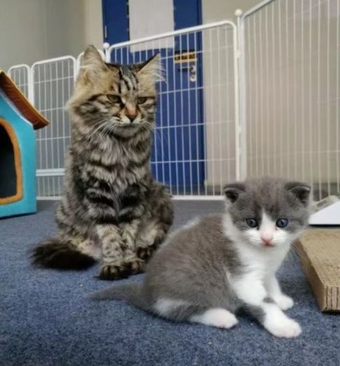 武汉最新禁摩信息,最新武汉现在禁摩吗