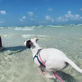 比特犬终于健康了视频,比特犬得了细菌性皮肤病