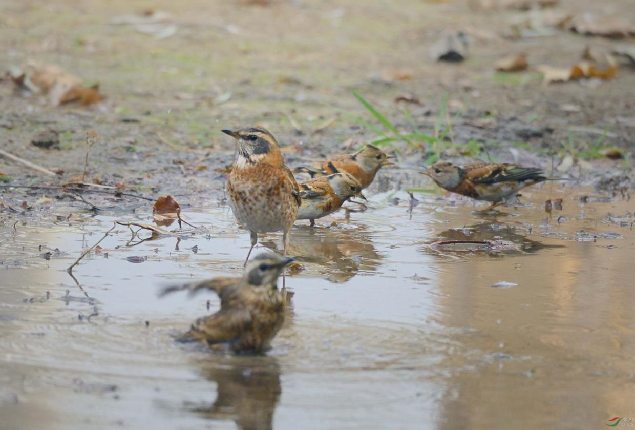 雪天鸟类喂食,冬天放生什么鸟容易活