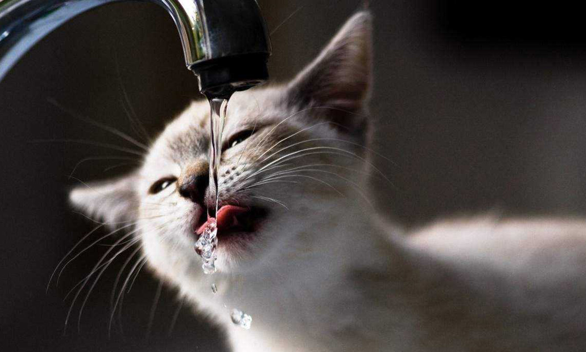 什么情况会导致猫咪脱水,猫咪严重脱水是什么症状