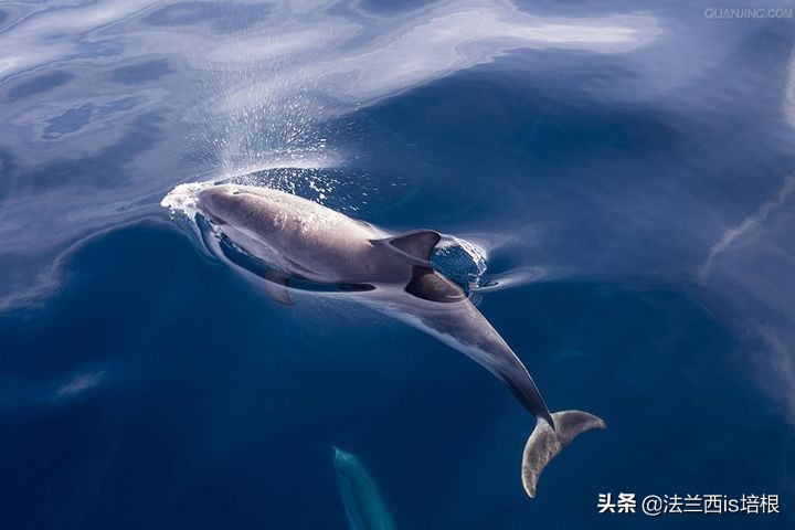 猫咪会动小鸟吗,猫咪会欠揍吗