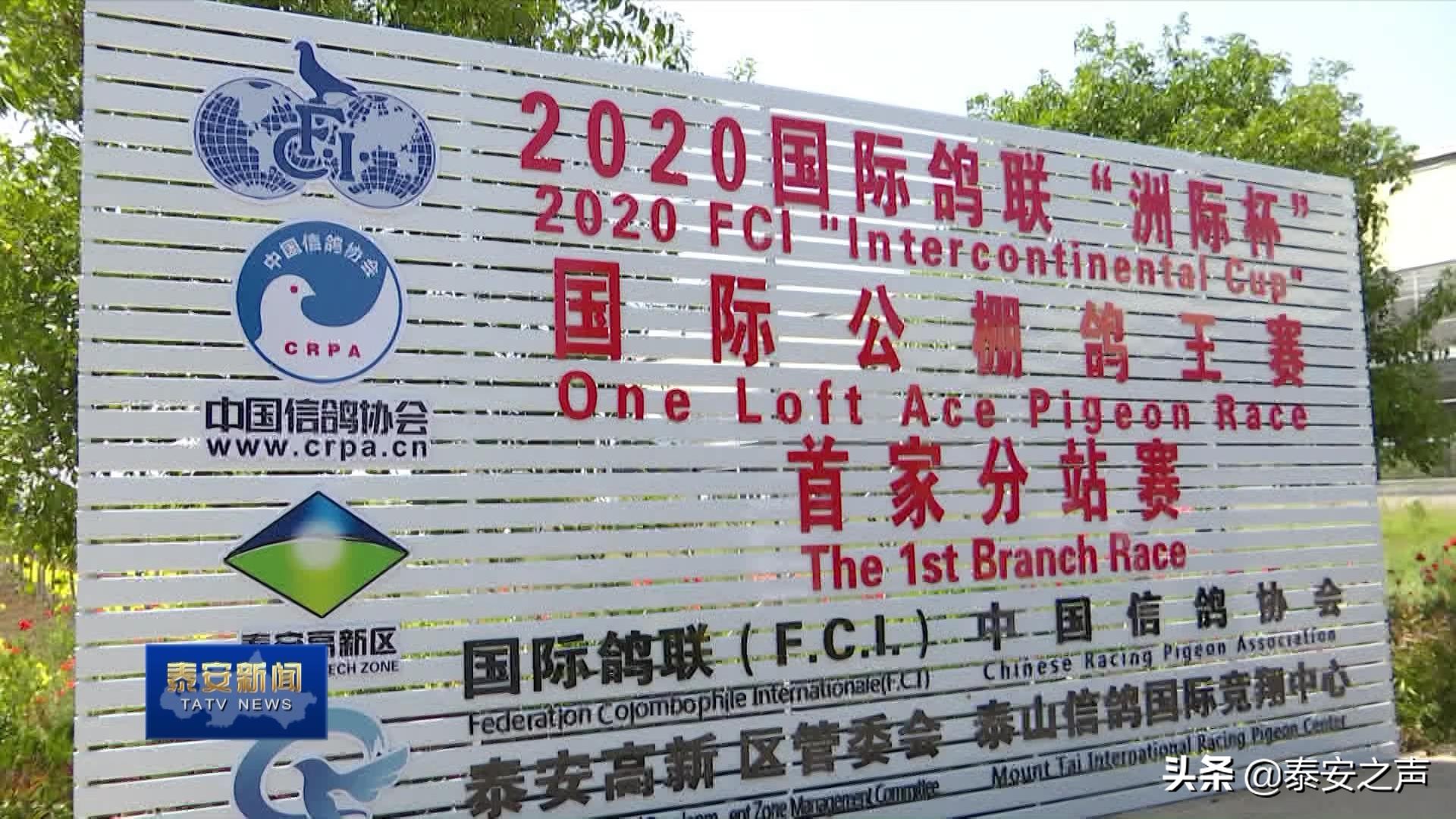 2020国际鸽联“洲际杯”国际公棚鸽王赛首家分站赛落户*安泰**