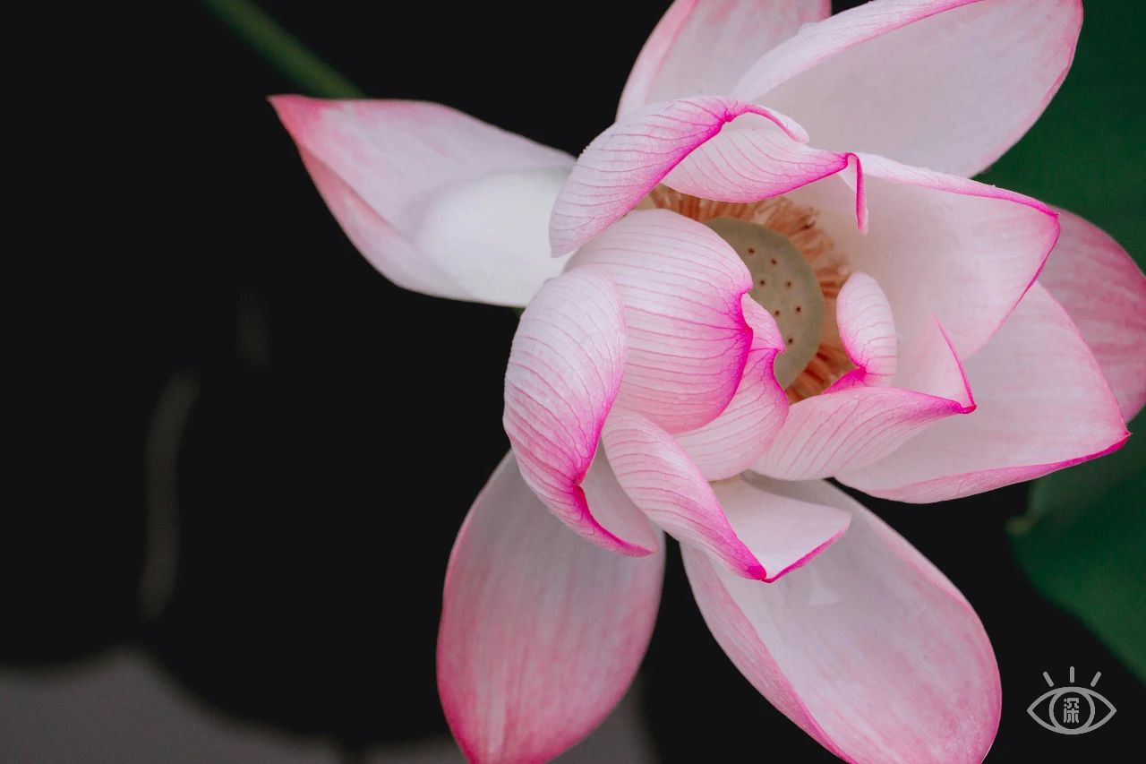 深圳洪湖公园7月18号还有荷花吗,深圳洪湖公园现在有荷花开吗