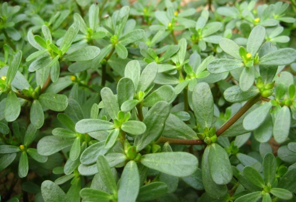 每日中药,关于中药马齿苋视频