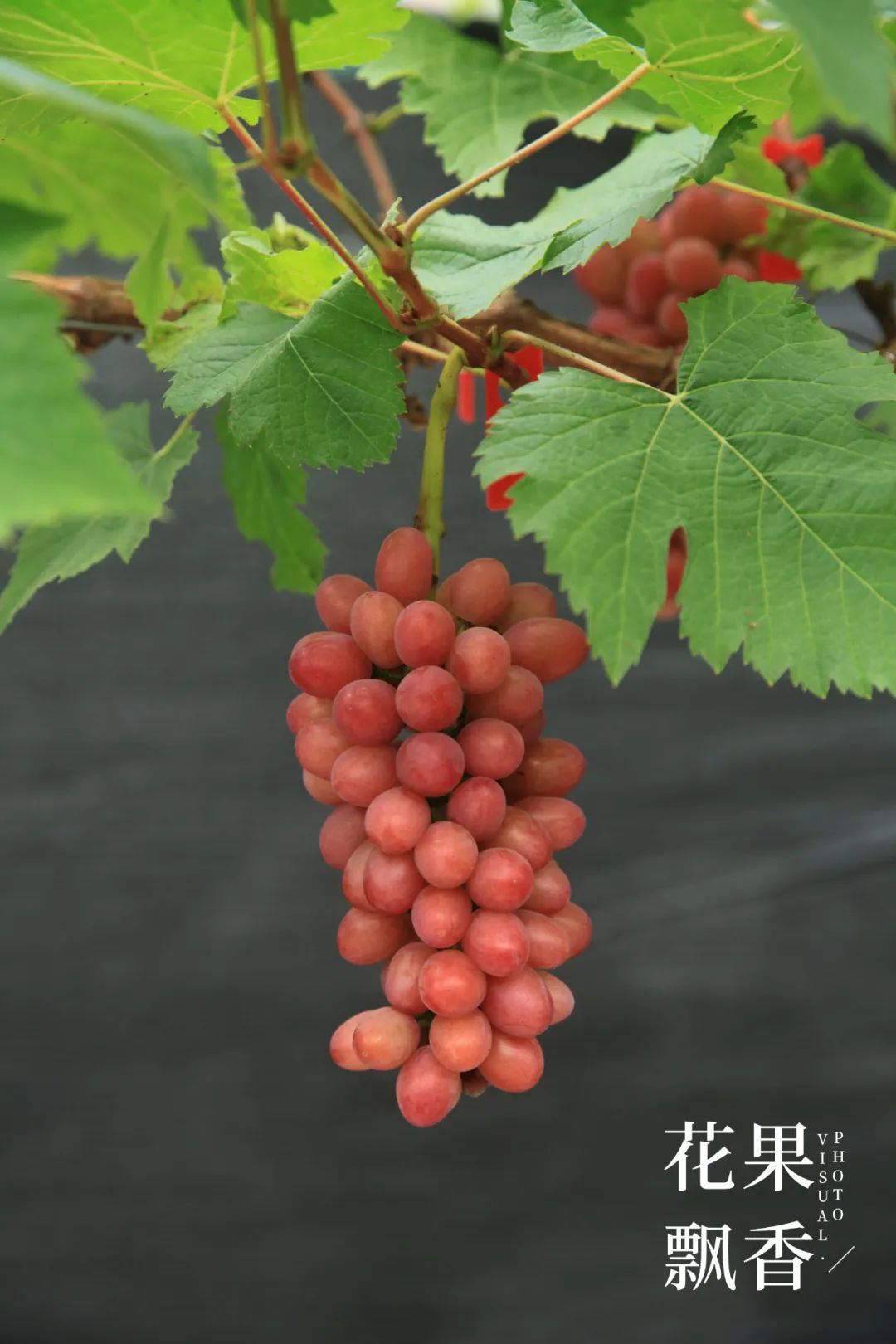 红的发黑的葡萄叫什么,25个早熟新品种葡萄解析