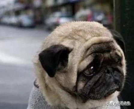 现在北京的炒房客,炒房客北京买房