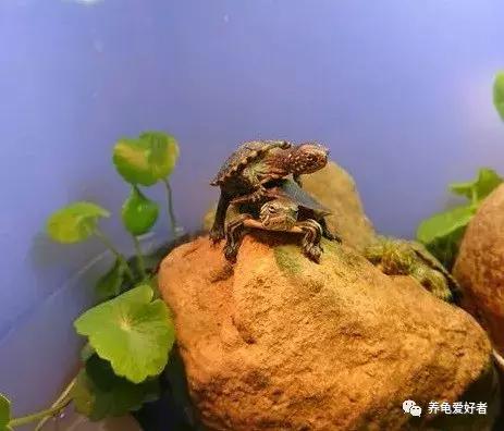 硝化菌的培养建立，你会了吗？