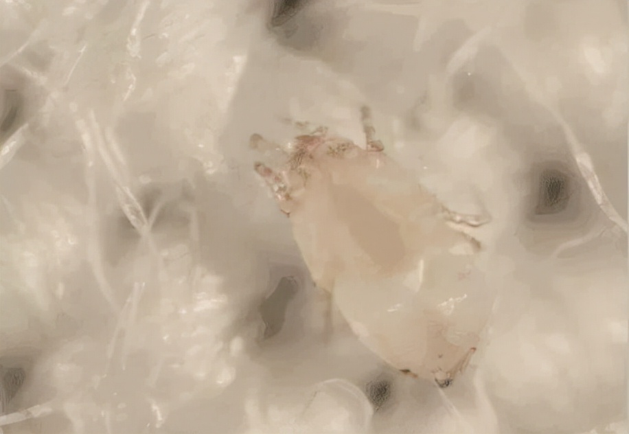 用什么方法快速除去床上的螨虫,祛除木床螨虫小妙招
