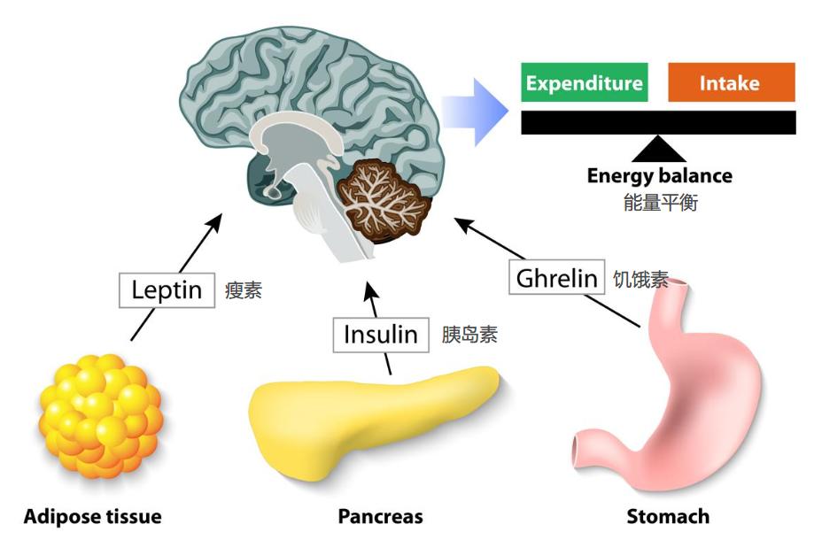 为什么皮质醇高影响减脂,减脂期早餐怎么吃降低皮质醇