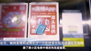 长沙阳光安置小区流浪猫,长沙有流浪猫的小区