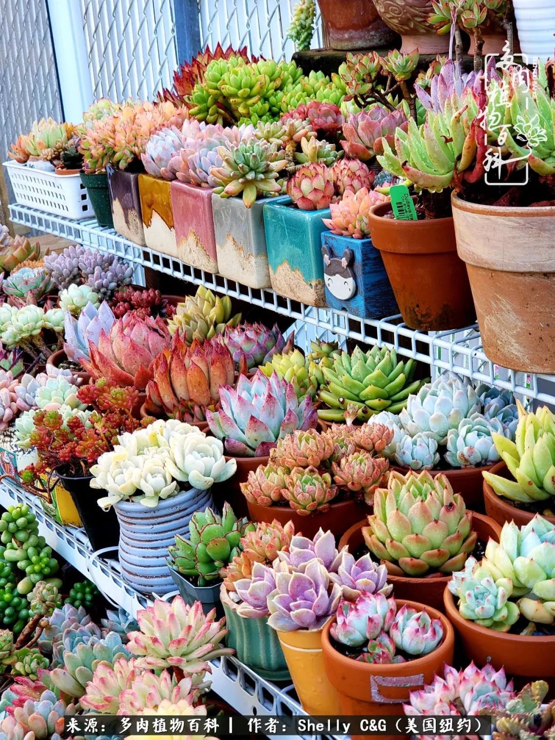 美国纽约有多少华裔人,美国纽约有多少个华人