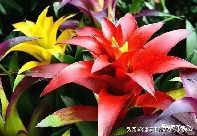 100种常见花卉植物图谱,100种花卉素描图谱