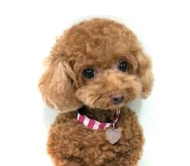 手把手教宠物美容泰迪头部,泰迪狗美容新手教程