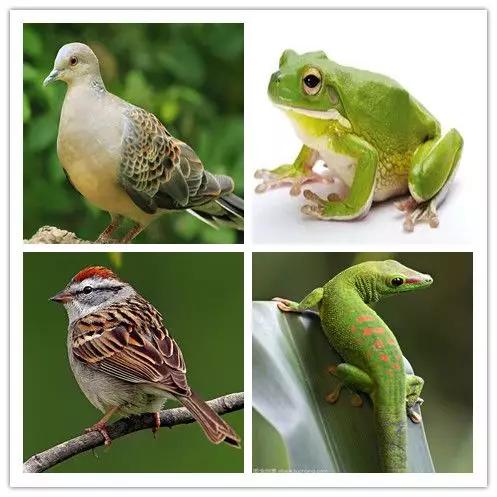 抓蛙捕鸟被判刑,抓青蛙检察院怎么处理