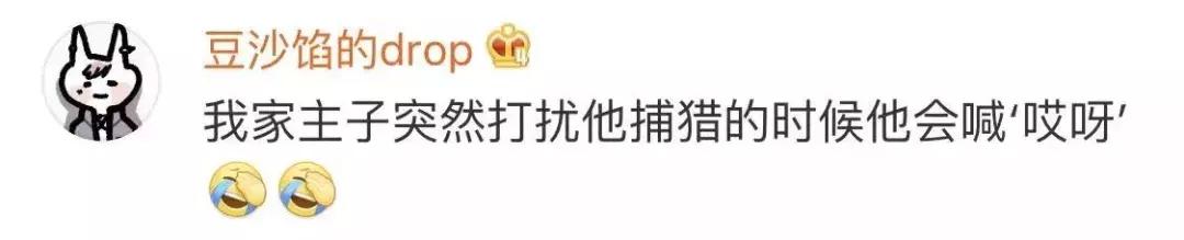 本国的猫可以听懂外国的猫叫吗 (中国的猫听得懂外国猫的叫声吗)