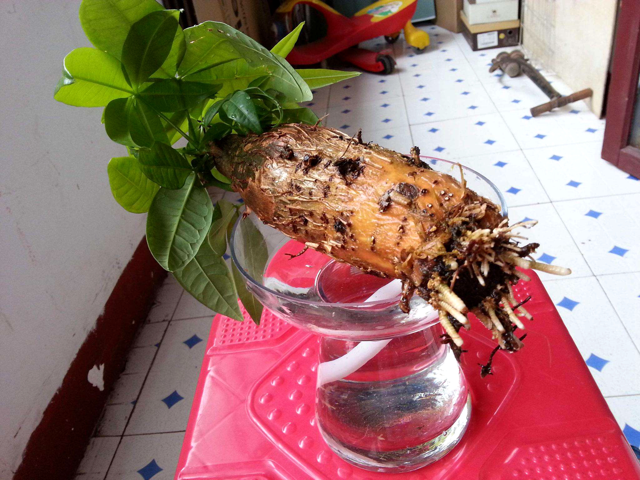 发财树爱光吗,发财树爱黄叶