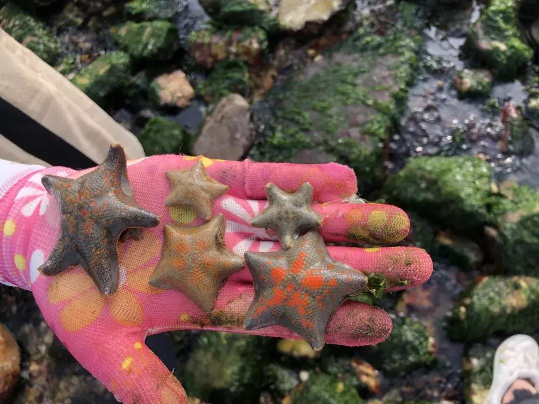 大连绝美海岛旅游攻略路线,七月去大连哪个海岛旅游好