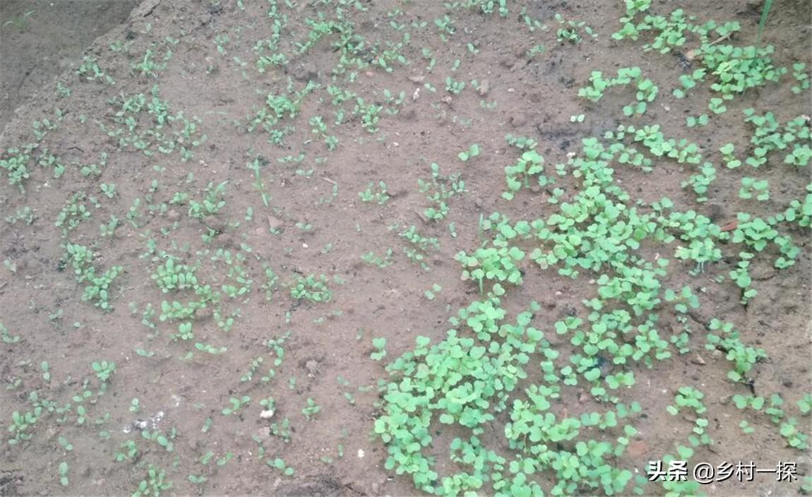 种植生菜很苦怎么补救,种植生菜的注意事项和禁忌