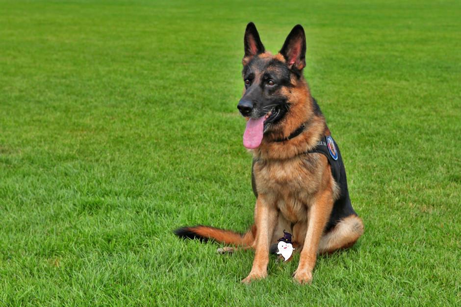 导盲犬一般是什么狗品种,大型导盲犬是什么狗品种